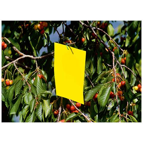 Trappola Per Insetti Xl Bio Per Afidi Rimedi Naturali - Foto 2