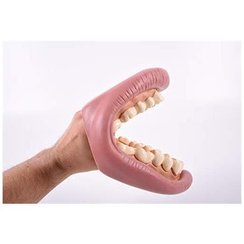 03.083 Denti Giganti Dimostrazione Modello Dentale - Foto 2