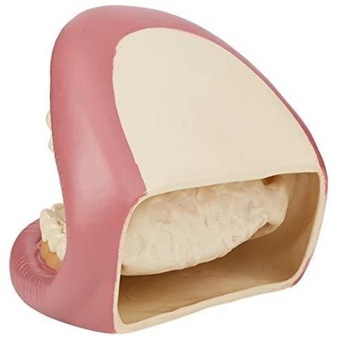 03.083 Denti Giganti Dimostrazione Modello Dentale - Foto 4