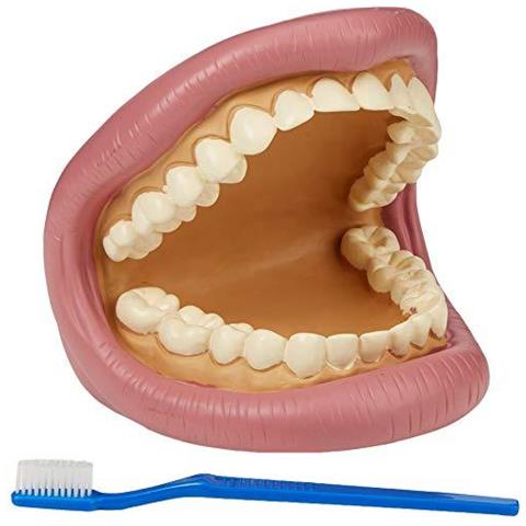 03.083 Denti Giganti Dimostrazione Modello Dentale - Foto 1