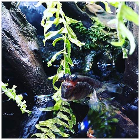 Prime Biocondizionatore 250 Ml - Foto 4