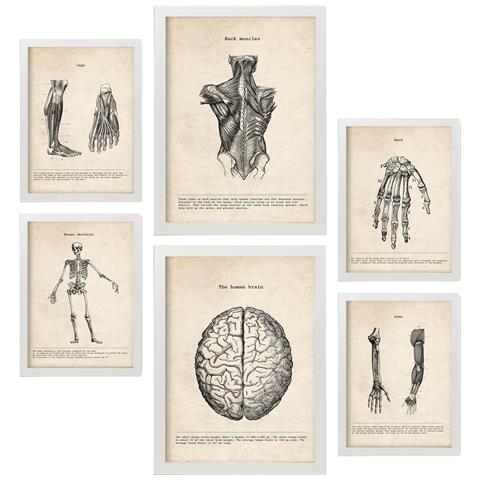 Set Di 6 Stampe Illustrazioni Mediche In Stile Vintage Di Arti E Cervello, Anatomia, Parti Del Corpo, Ossa E Muscoli A3 & A4 Cornice Bianca - Foto 1