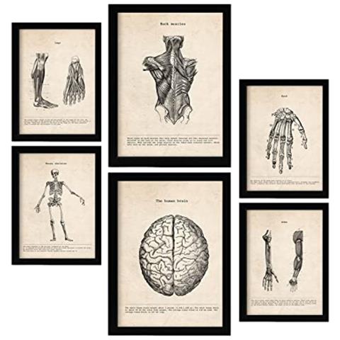 Set Di 6 Stampe Illustrazioni Mediche Di Arti E Cervello In Stile Vintage Di Anatomia, Parti Del Corpo, Ossa E Muscoli A3 & A4 Senza Cornice - Foto 1