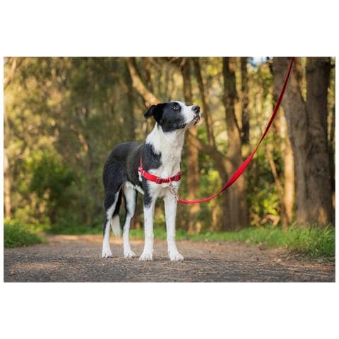 Imbracatura Per Cani 84-119 Cm Rosso Xl - Foto 2