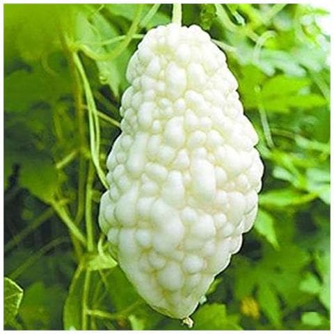 Semi Di Balsamina Cucumerina Melone Amaro Cinese Bianco Set 10 Pezzi - Foto 2