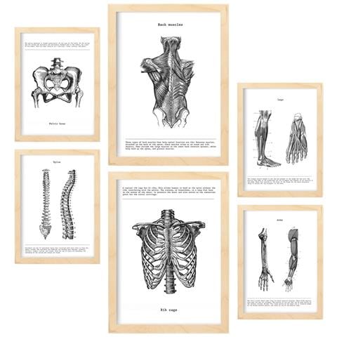 Set Di 6 Stampe Anatomia Muscoli, Gamba, Braccio, Colonna Vertebrale, Bacino Perfetto Per Decorare Studi O Studi Medici A3 & A4 Telaio In Legno Chiaro - Foto 1