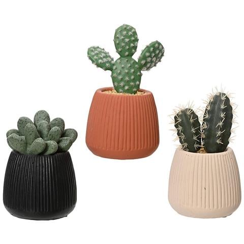 Pianta Decorativa 808448 Cactus 14 Cm - Foto 1