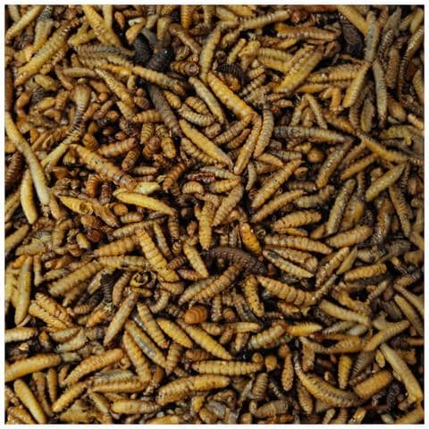 Larve Di Mosca Soldato 5kg, Hermetia Illucens Intere Essiccate - Foto 2