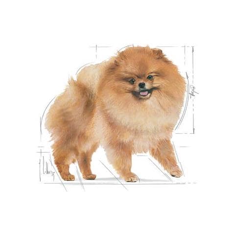 Pomeranian Adult 1,5 kg Adulto - Foto 2