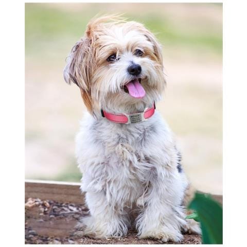 Tagme Collare Per Cani Piccoli Regolabile Riflettente In Nylon Rosa - Foto 4