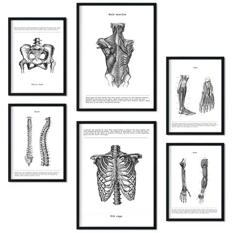 Set Di 6 Stampe Anatomia Muscoli, Gamba, Braccio, Colonna Vertebrale, Bacino Perfetto Per Decorare Studi O Studi Medici A3 & A4 Senza Cornice - Foto 1
