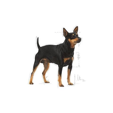 Digestive Care Umido Cane Royal Canin 12x85 Gr - Foto 3