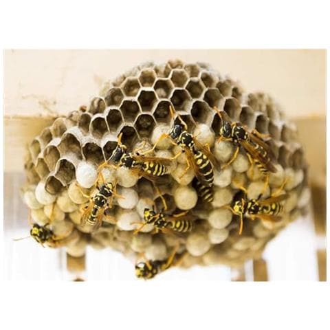 Insetticida Schiumogeno Spray Per Vespe E Calabroni 750 Ml - Foto 3