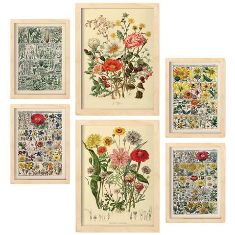 Set Di 6 Stampe Anatomia Dei Fiori In Stampe Vintage, Dipinti Decorativi Estetici Per Il Tuo Soggiorno A Casa A3 & A4 Telaio In Legno Chiaro - Foto 1