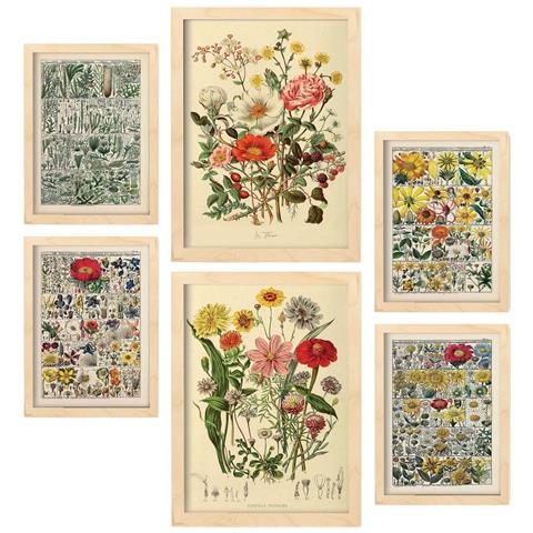 Set Di 6 Stampe Anatomia Dei Fiori In Stampe Vintage, Dipinti Decorativi Estetici Per Il Tuo Soggiorno, Camera Da Letto, Casa A3 & A4 Cornice Bianca - Foto 1