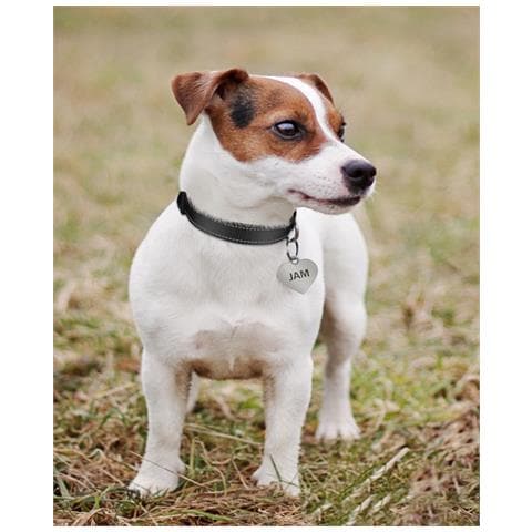 Tagme Collare Per Cani In Nylon Riflettente Con Fibbia A Sgancio Rapido Nero Xs - Foto 4