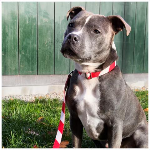 Collare Per Cani A Strisce Natalizie - M - Foto 3