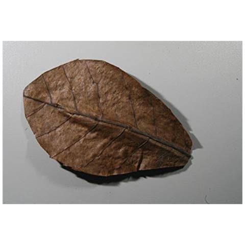 Nanoc Atappa - Foto 2