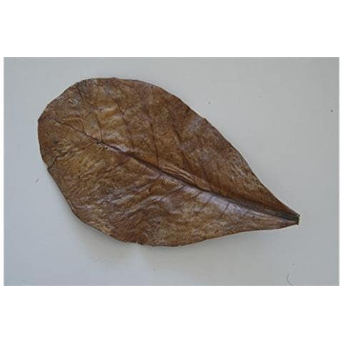 Nanoc Atappa - Foto 3