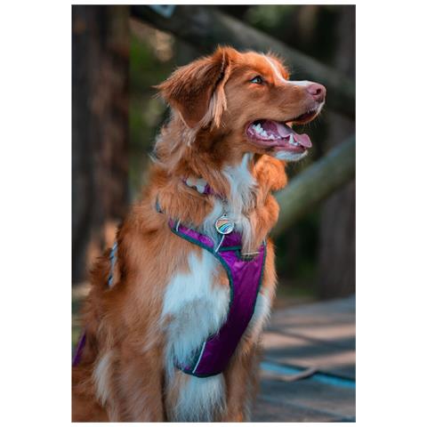Imbracatura Per Cani Dingo 47-73 Cm 56-80 Cm Viola L - Foto 3