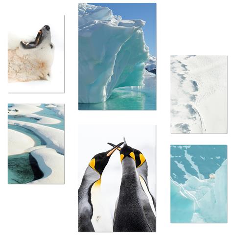 Set Di 6 Stampe Ghiaccio In Antartide, Orsi E Pinguini In Acque Turchesi, Illustrazioni Di Design Per Le Pareti Delle Stanze Di Casa A3 & A4 Senza Cornice - Foto 1