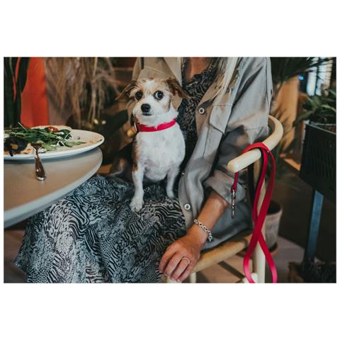 Collare Per Cani Convenience 47-55 Cm Fucsia L - Foto 4