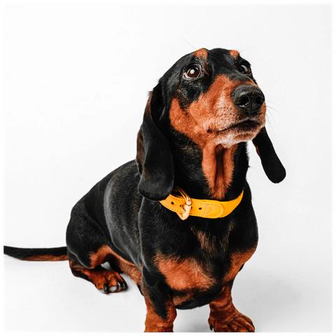 Collare Per Cani Giallo - Xl - Foto 3