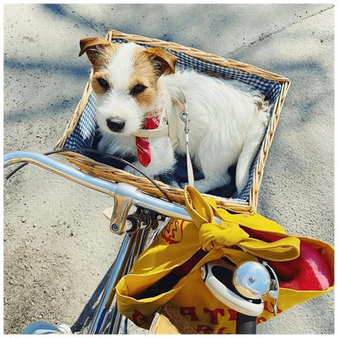 Pettorina Per Cani Da Sabbia - L - Foto 3