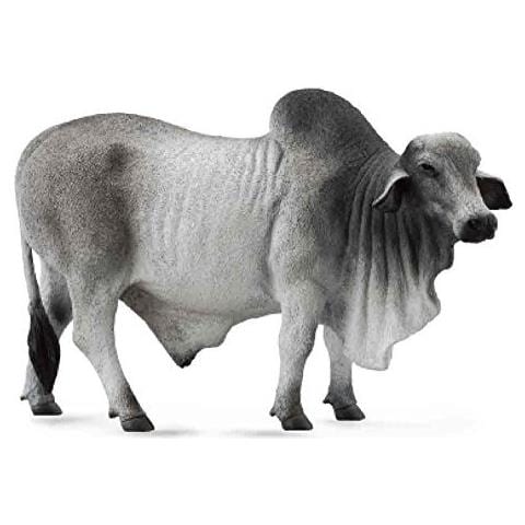 88579 Toro Brahman Grigio Polled - Foto 1