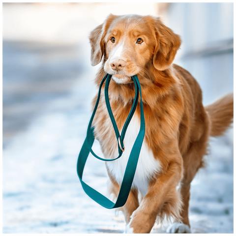 Guinzaglio Per Cani Verde - L - Foto 3