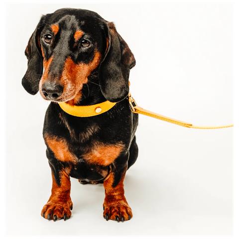 Guinzaglio Per Cani Giallo - S - Foto 3