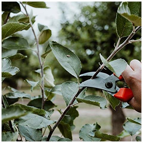 Forbici Leone Originali Bypass Rose 14104 Con Affilate Lame In Acciaio In Carbonio - Robuste Cesoie Con Rivestimento Antiaderente Per Destrimani Per Il Taglio Di Rosa Rami Filiali Fiori Reci - Foto 3