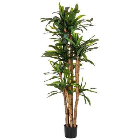 Pianta Dracena Artificiale Decorativa In Vaso 40x30x180h Cm - Foto 1