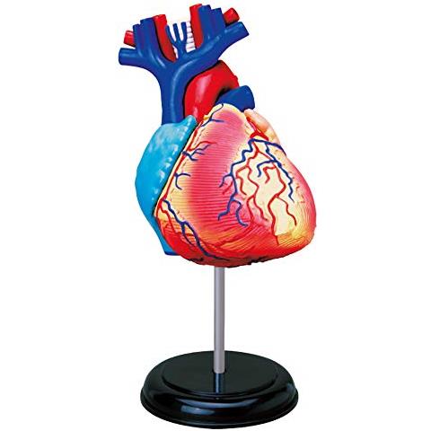 Esplorato 546052 Anatomia Del Cuore Modello Realistico, 31 Pezzi, 19 Cm, Cuore + Elementi Staccabili + Base Kit Scoperta Di, Da 8 Anni - Foto 1