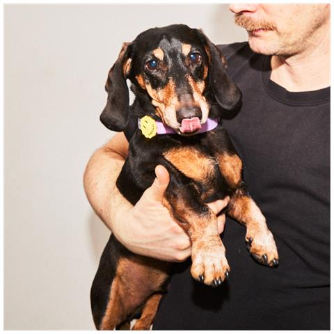 Collare Per Cani Lilla - M - Foto 3