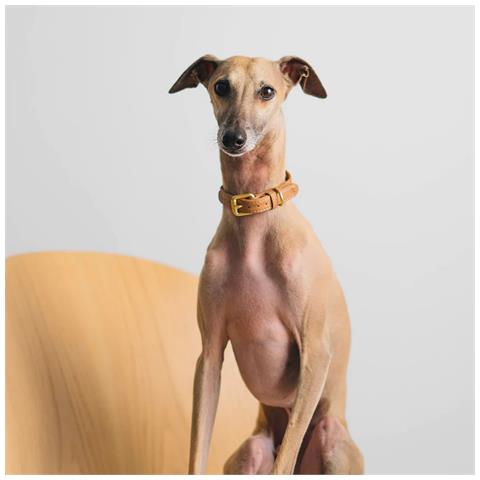 Collare Per Cani Beige - Xl - Foto 3