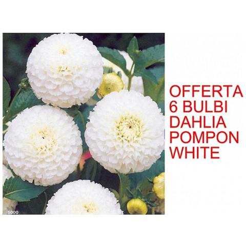 6 Bulbi Dahlia Pompon White - Foto 1