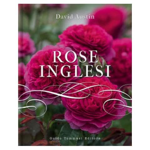 David Austin - Rose Inglesi - Foto 1