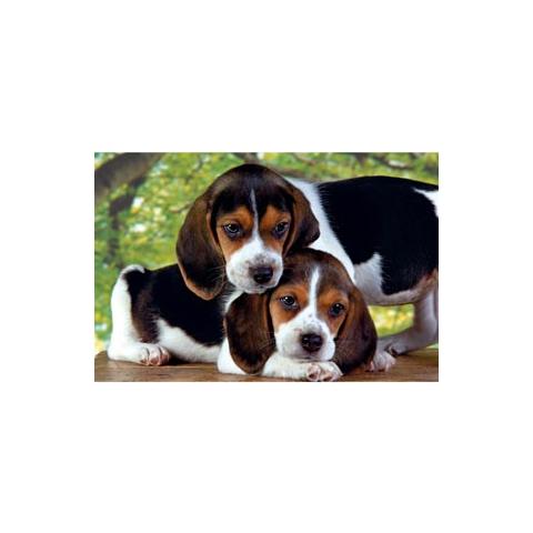 Puzzle Close Together 500 pz 49 x 34 cm 30289 - Foto 2