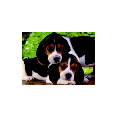 Puzzle Close Together 500 pz 49 x 34 cm 30289 - Foto 1