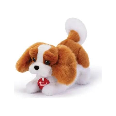 Cavalier King Marley - Foto 1