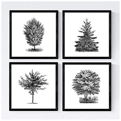 Set Di 4 Stampe Fogli Di Alberi Gli Alberi In Tutto Il Mondo In Cm Manifesto Bianco Carta Da E Gli Inchiostri Di Alta Qualità Senza Cornice 20x20 Cm - Foto 1