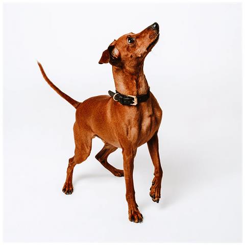 Collare Per Cani Nero - Xl - Foto 3