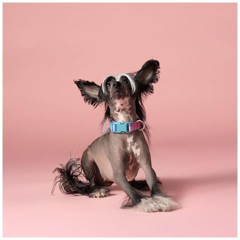 Collare Per Cani Multicolor Tie Dye - S - Foto 3