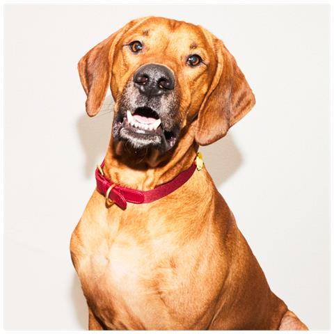 Collare Per Cani Bordeaux - Xl - Foto 3