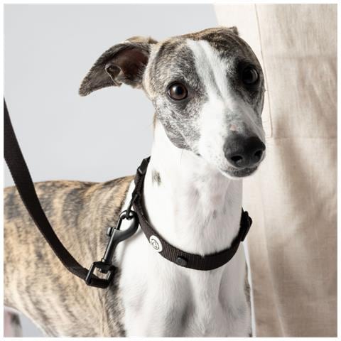 Collare Per Cani Nero Pece - M - Foto 2