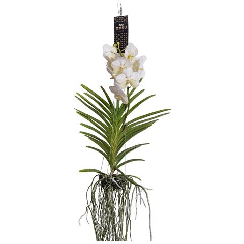 Plant In A Box - Orchidée Vanda Magic XXL Rose - Hauteur 90cm - Plante D'Intérieur Tropicale