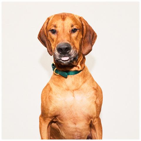 Collare Per Cani Verde - Xl - Foto 3