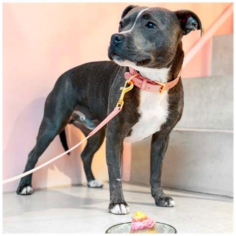 Collare Per Cani Rosa - L - Foto 3