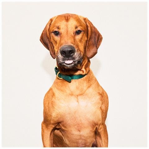 Collare Per Cani Verde - S - Foto 3